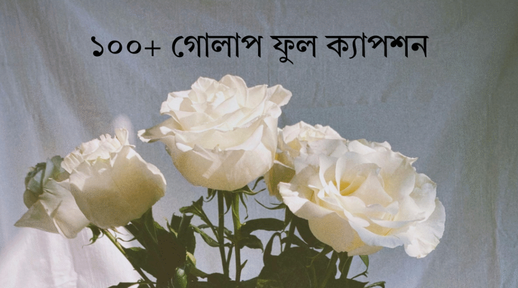 ১০০+ গোলাপ ফুল ক্যাপশন