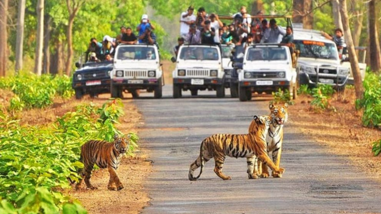 Jim Corbett: Terrain, Wildlife & Photography Style